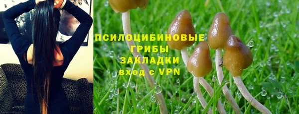 прущие грибы Медногорск